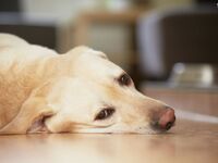 Πάτρα: Σκύλος και άλογο σε κίνδυνο- Συνε...