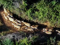 Ευλογιά:  Κατέρρευσε κτηνοτρόφος όταν έμ...