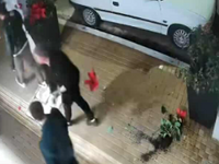 Πάτρα: Βανδάλισαν τον χριστουγεννιάτικο ...