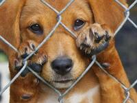 «Κολαστήριο» σκύλων στο Αγρίνιο - Μετατρ...