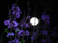 Πάτρα: Τηλεσκόπια για την αυγουστιάτικο ...