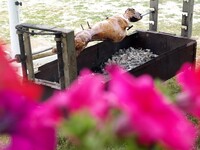 Κορωνοϊός: "Γολγοθάς" για την ...