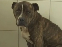 Ζάκυνθος: «Μπορεί να το ξανακάνει…», το ...