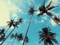 Κινδυνεύουν με εξαφάνιση περισσότερα από...