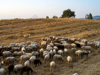 Ευλογιά αιγοπροβάτων:  Σοκ σε κτηνοτρόφο...