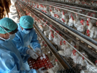 Κρούσματα γρίπης των πτηνών στη Σουηδία ...