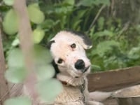 Ηλεία: Καταγγελίες για σκύλους δεμένους ...