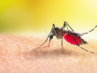 Ιός Δυτικού Νείλου: Η Δυτική Αχαΐα αντιμ...
