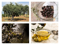 Αχαΐα: Γιατί «λιγόστεψε» το λάδι- Πόσο α...