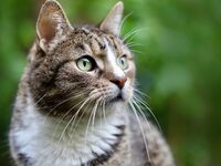 Βρετανία: Γάτος βρέθηκε σε πλωτή εξέδρα ...