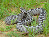 Φίδια στην Ελλάδα: Ποια είναι επικίνδυνα...