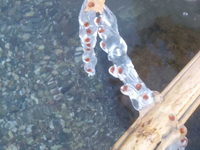 Πάτρα: Δεν είναι σίγουρα μωβ μέδουσα – Μ...