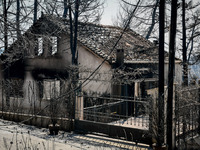 ΔΕΗ: Διαγραφές οφειλών σε πυρόπληκτους- ...