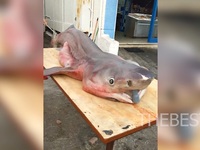 Ψάρεψαν καρχαρία 3 μέτρων ανοιχτά της γέ...