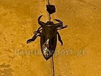 Λιθόκερος εμφανίστηκε και πάλι στη Λαμία 