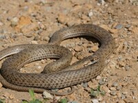 Λάρισα: Φίδι μπήκε στο αυτοκίνητο και το...