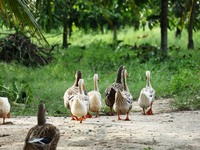 Δικάζονται… 50 πάπιες γιατί κρώζουν δυνατά!