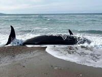 Νεκρές φάλαινες στις ακτές της Πάφου - Π...