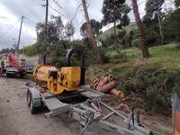 Πάτρα: Πετσοκόβουν δέντρα στο δάσος του ...