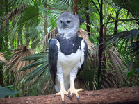 Αετός μοιάζει με άνθρωπο ντυμένο με στολή πτηνού!