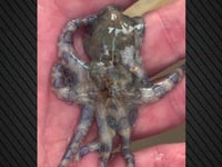 Τουρίστας έπιασε εν αγνοία του θανατηφόρ...