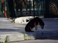 Αιγιάλεια: "Πήγαινε να μαζέψεις καν...