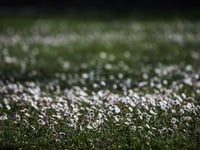 Η Άνοιξη ξεκίνησε να ζωγραφίζει τους αγρούς