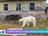 Στο νησί των πολικών αρκούδων