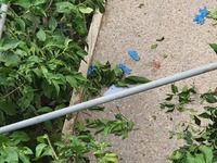 Πάτρα: Ηλικιωμένη έπεσε από δέντρο - Τρα...