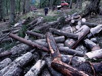 Καβάλα: Πήγε να κόψει ξύλα και βρέθηκε ν...