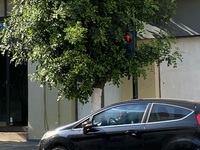 Πάτρα: Φούντωσαν τα δέντρα και κρύβουν τ...