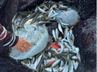 Ρόδος: Εντοπίστηκε μέδουσα της Ερυθράς Θ...