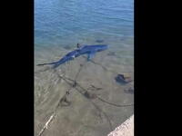 Γαλάζιος καρχαρίας στην μαρίνα της Γλυφά...