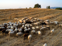 Ευλογιά των προβάτων: Στην Εισαγγελία οι...