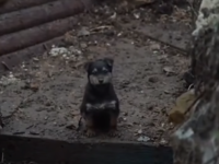 “Ράμπο”: Το κουτάβι που διέσωσαν Ουκρανο...