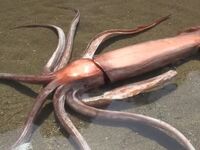 Γιγάντιο καλαμάρι "ξεβράστηκε"...