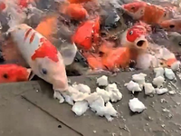 Πεινασμένα και ανυπόμονα... ψάρια πετάγο...