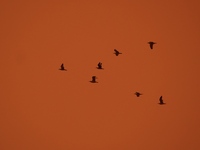 Καιρός: Ισχυροί άνεμοι και αφρικανική σκ...