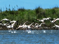 Συνελήφθη ο λαθροθήρας που πυροβόλησε κα...