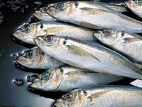 Τα ψάρια και η φυτοφαγία "ασπίδα&qu...