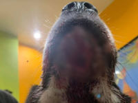 Σοκάρουν οι σκληρές εικόνες από την κακο...