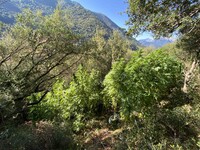 Οι πρώτες εικόνες από τη χασισοφυτεία πο...