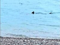 Μια απρόσμενη συνάντηση στο νερό- Καρχαρ...