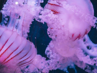 Συναγερμός στην Ισπανία για θαλάσσιο οργ...