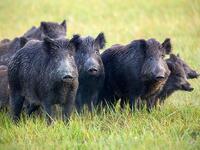  Ζημιές από τα αγριογούρουνα που έχουν α...