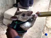 Αρουραίοι με σακίδια πλάτης εκπαιδεύοντα...