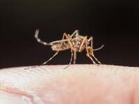 Η άνοδος της θερμοκρασίας φέρνει περισσό...