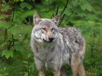 Οι 10 πιο θανατηφόροι ιοί που προέρχονται από ζώα 