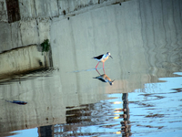 Ένας καλαμοκανάς στον Γλαύκο