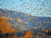 Πάτρα: Εντυπωσιακοί σχηματισμοί από τα ψ...